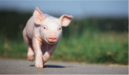 養(yǎng)“豬”的江湖時代,離不開歐姆龍繼電器技術支持